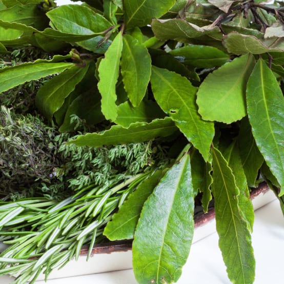 Laurier sauce POT 10X10CM Jardiland