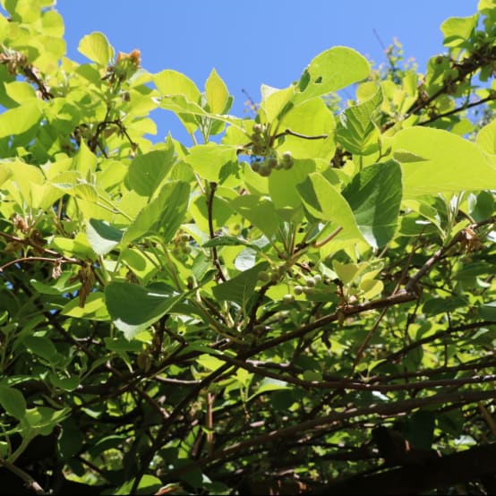 Kiwaï Honigbeere (mâle) - Pot de 2 litres - Jardiland