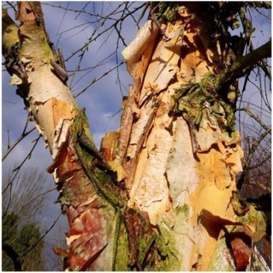 Bouleau noir Pot de 15 litres Jardiland