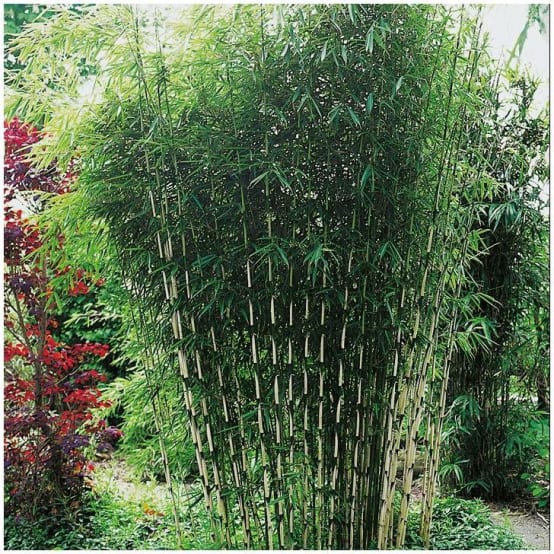 Petit bambou : Fargesia robusta - Image 1