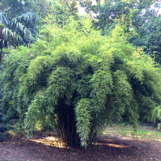 Petit bambou : Fargesia robusta - Image 3