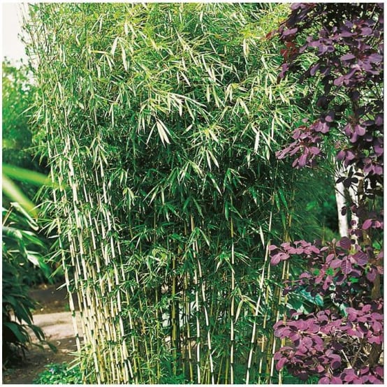 Petit bambou : Fargesia robusta - Image 2