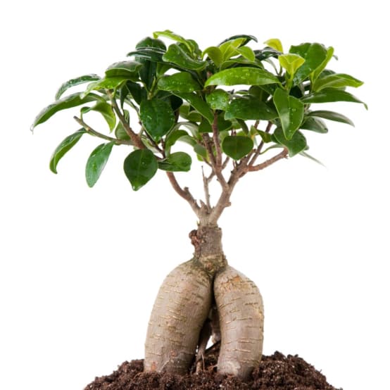 FICUS microcarpa Ginseng Jardiland