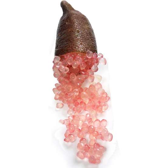 Citron Caviar rose Pot de 5 litres Jardiland