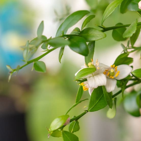 Citronnier caviar Rose Bio Pot de 3 litres Jardiland