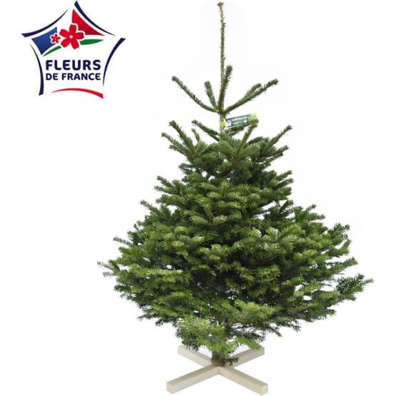 Sapin de Noël Nordmann 125/150cm + croisillon Cpe Perce Jardiland