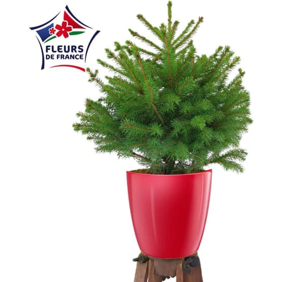 Petit sapin de Noël SIMPLEMENT CHOU H.5075 cm Pot de 2 litres Rouge