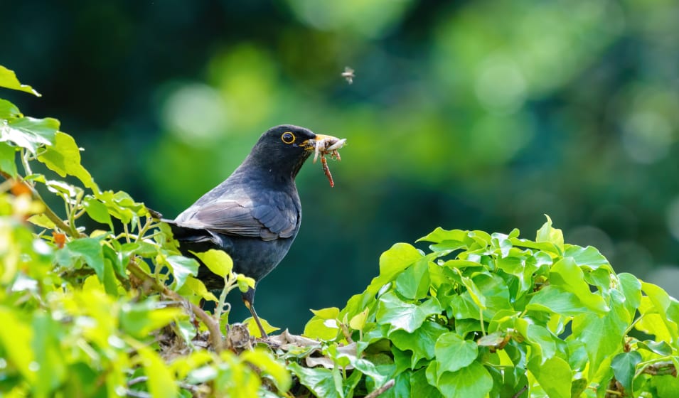 Quelles graines donner aux oiseaux du jardin ? - Jardiland