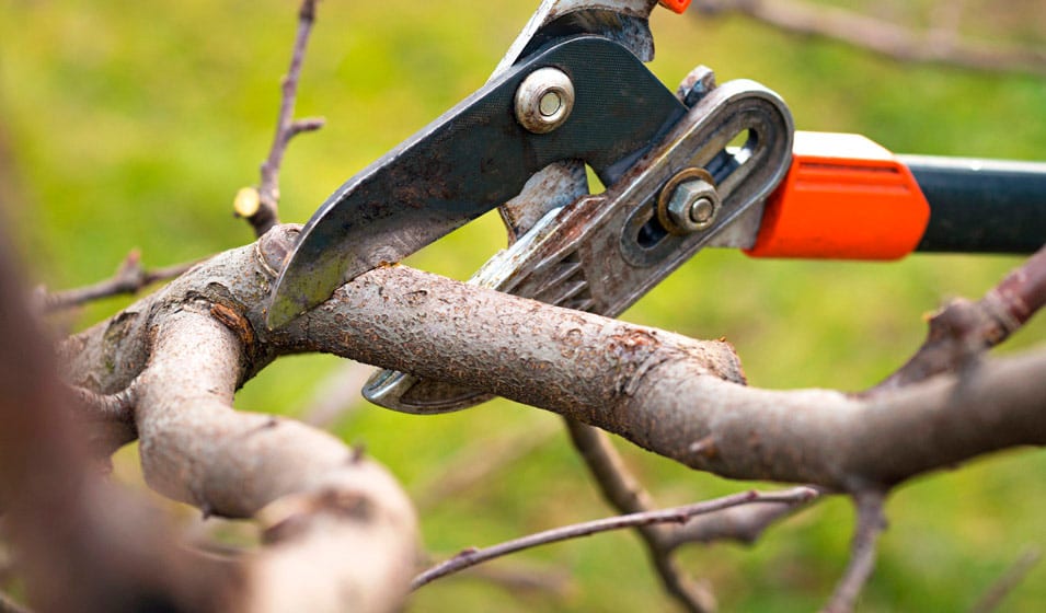 Comment prendre soin des arbres fruitiers en hiver ? - Jardiland
