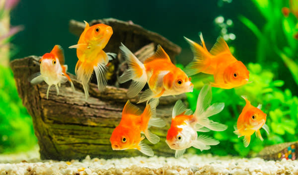 Comment éviter les algues dans un aquarium ? - Jardiland