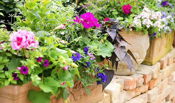 Créez une ambiance spectaculaire avec des plantes retombantes en balco