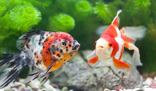 Quels poissons choisir pour un aquarium d'eau froide ? - Jardiland