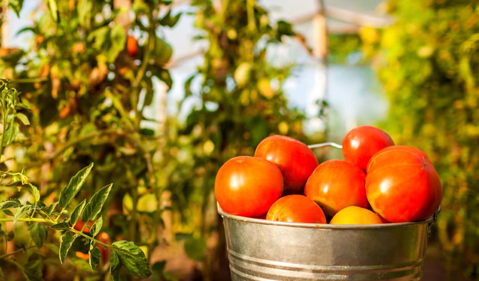 Récoltez vos propres graines de tomates anciennes