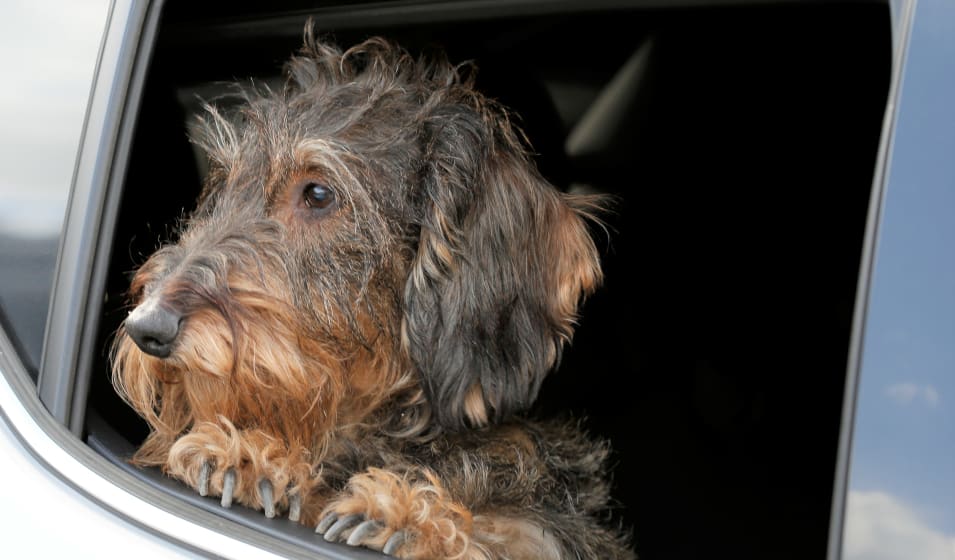 4 conseils pour un chien détendu en voiture - Jardiland