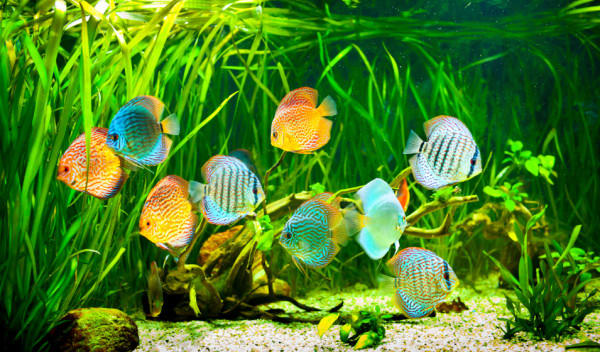 Entretien & soin de l'aquarium - Jardiland