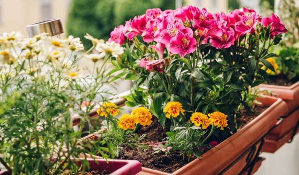 8 plantes d'extérieur pour fleurir son balcon en hiver - Jardiland