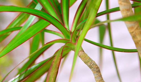 10 plantes vertes à grandes feuilles pour donner vie à votre intérieur -  Jardiland