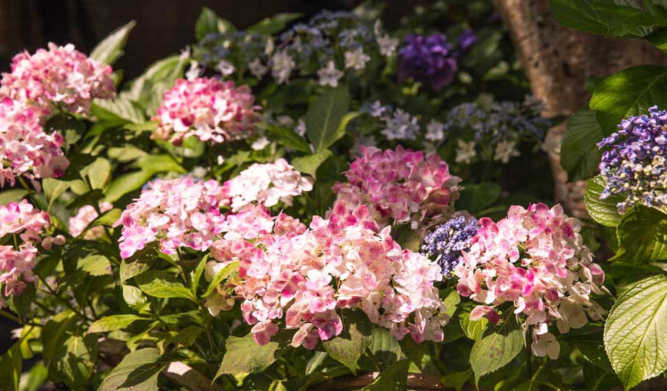 Comment et quand planter un hortensia dans son jardin ?
