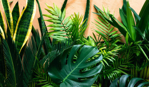 Les 12 plantes vertes d'intérieur les plus faciles d'entretien