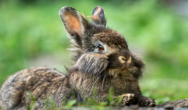 Dordogne: sept lapins voyagent dans le pare-choc de la voiture