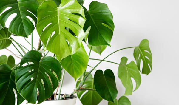 Comment bien choisir un porte-plante pour végétaliser son intérieur ? -  Jardiland