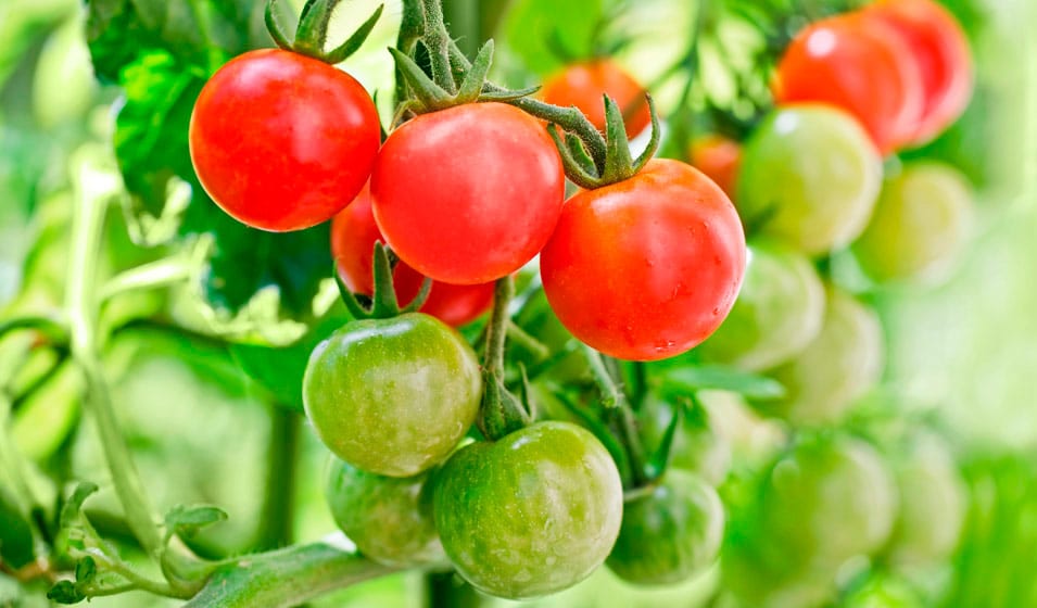 Comment réussir la culture des tomates sous serre ? - Jardiland