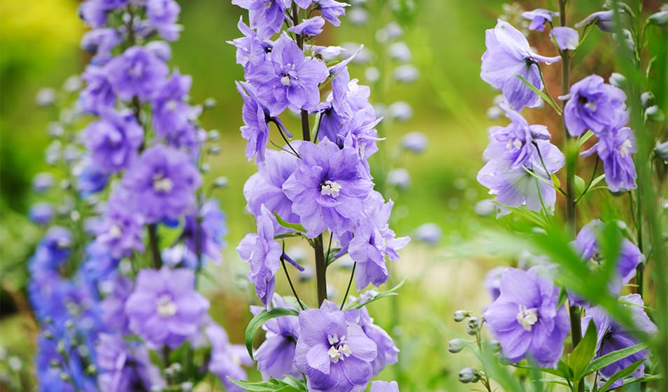 Comment réussir la plantation des vivaces ? - Jardiland