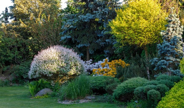 10 arbustes pour accueillir les oiseaux dans le jardin - Jardiland