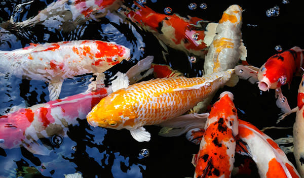 poisson carpe nageant dans un aquarium dans une poissonnerie