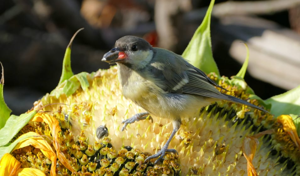 10 arbustes pour accueillir les oiseaux dans le jardin - Jardiland