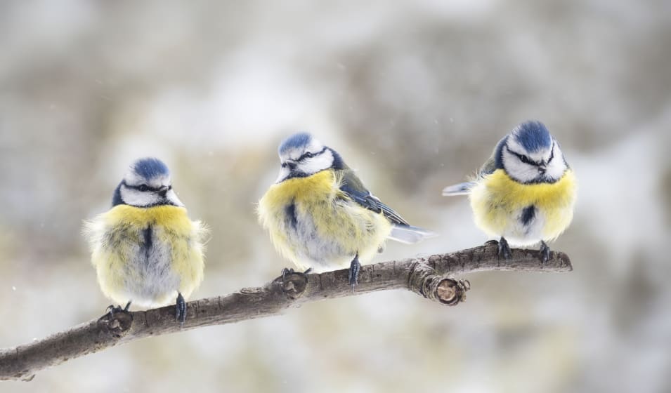 Comment nourrir les oiseaux pendant l'hiver ? - Jardiland