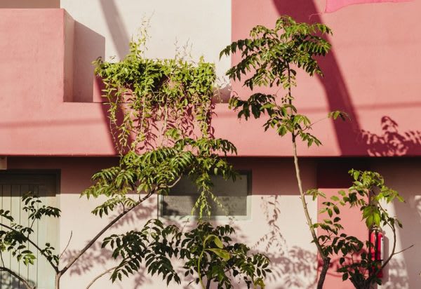 8 plantes d'extérieur pour fleurir son balcon en hiver - Jardiland