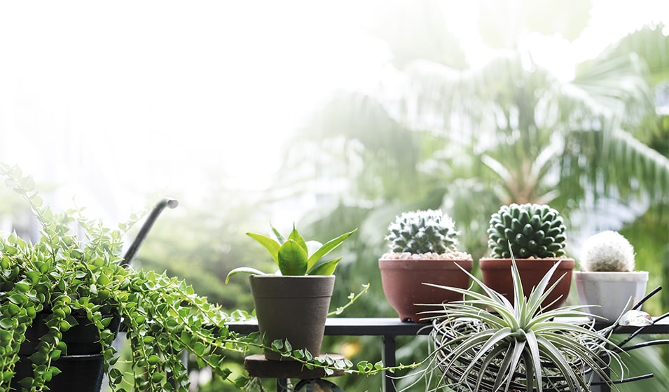 Plantes d'intérieur : ces végétaux qui n'ont pas besoin de lumière pour se  développer !