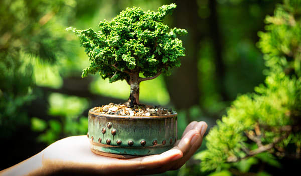 GebEarth - Terreau Bonsai de 5 litres - Substrat professionnel spécifique  pour Bonsai [Drainage et Aération optimale des racines] : : Jardin