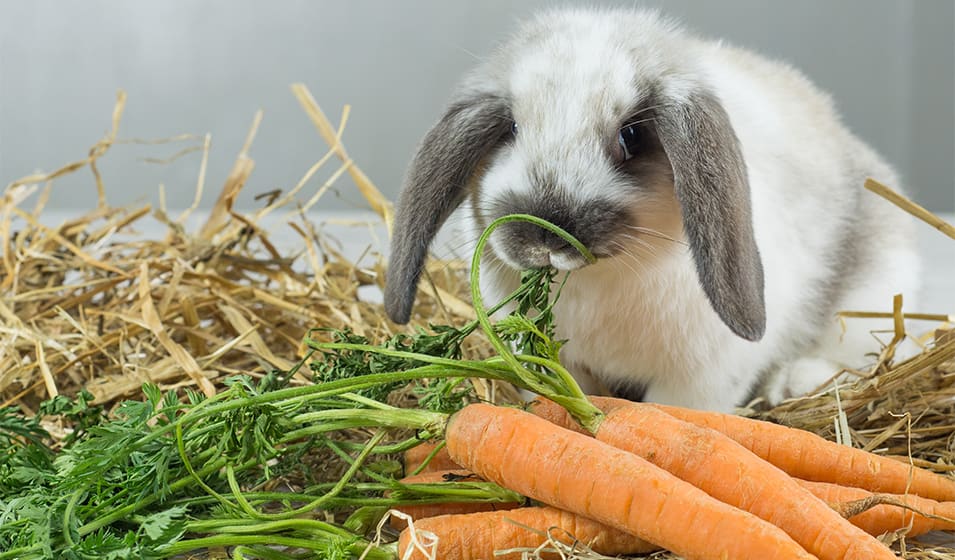 Tout savoir sur les lapins domestiques : de l'alimentation à la propreté
