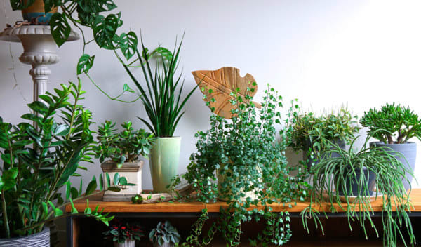 Comment bien entretenir les plantes vertes d'intérieur ?