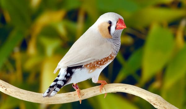 Accessoires oiseaux de jardin et autres animaux