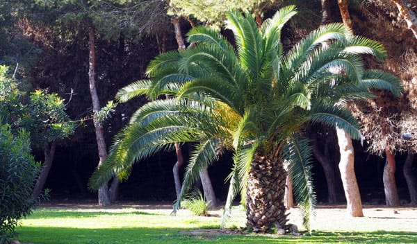 Culture du palmier : conseils de plantation et d'entretien