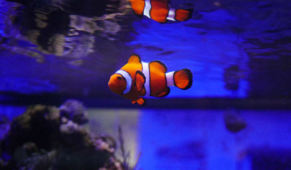 ▷ Les Meilleurs Filtres Aquarium. Comparatif & Guide D'achat En