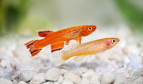 Les 8 poissons les plus adaptés pour les aquariophiles débutants
