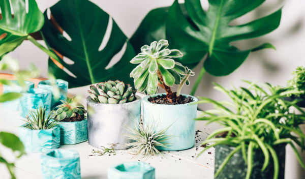10 plantes parfaites pour créer un terrarium - Jardiner facile