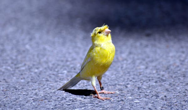 Accessoires & équipements pour les oiseaux de compagnie - Jardiland