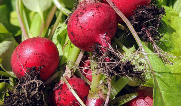 8 légumes fruits incontournables du potager - Jardiland