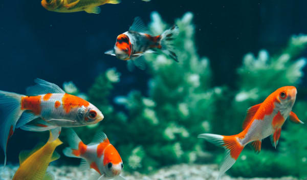 Test d'eau pour aquarium disponibles chez Aquario&Co !
