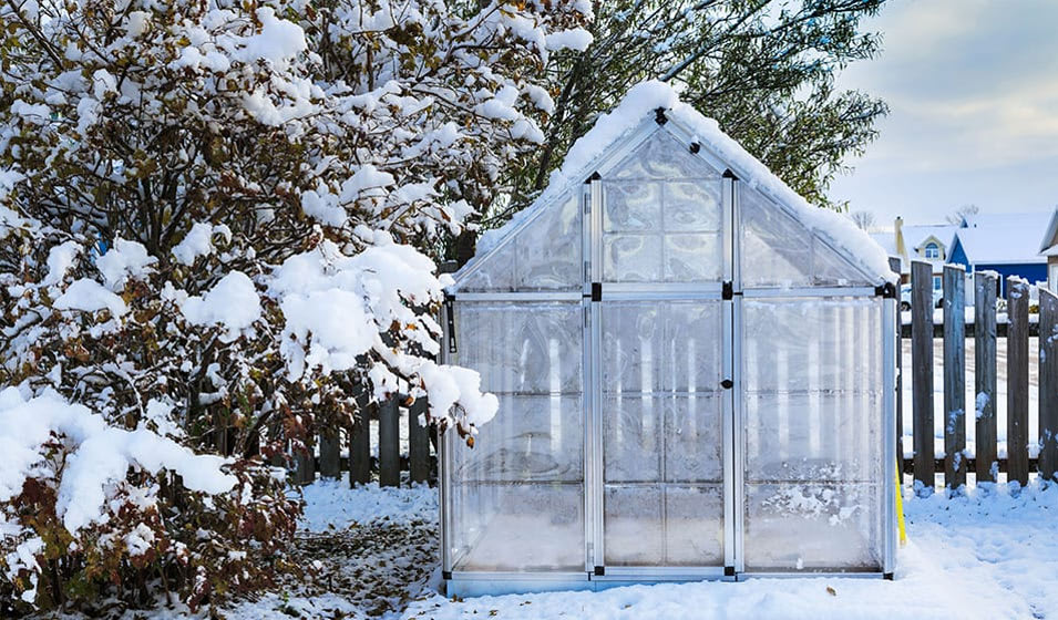 Protection des plantes en hiver : Comment réussir un hivernage ? 🥶🌿