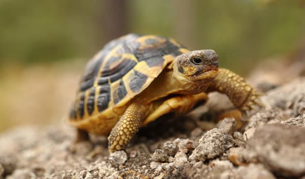 Guide d'achat : terrarium pour tortue terrestre - Les Animaux Du Futur