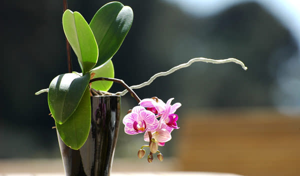 Orchidée avec son cache pot - Au cœur d'une fleur à Loudun