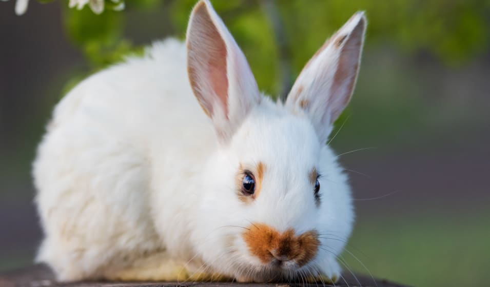 Le caractère du lapin nain bélier - Jardiland
