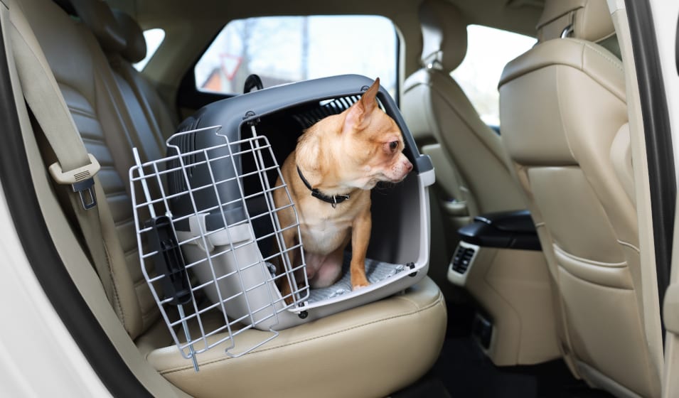 Choisir une housse protection voiture pour chiens