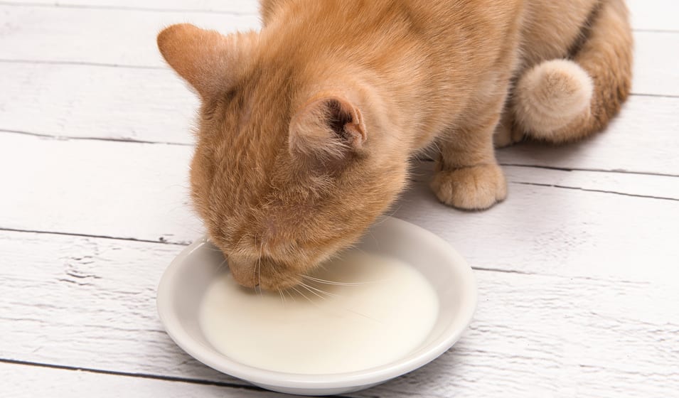 Le lait est-il bon pour les chats ? - Jardiland